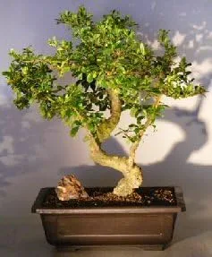 Árbol bonsái de té de Fukien floreciente para niño bonsai con tronco curvado y ramificación escalonada ehretia microphylla
