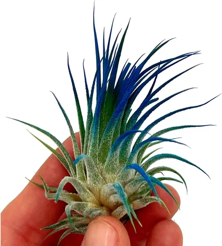 Miniatura 2 de ragnaroc Plantas de Aire - Tillandsia Ionantha, Regular 2-3" - 1ct - Color Mejorado Orgánicamente - Llegada Viva Garantizada - Plantas de Casa