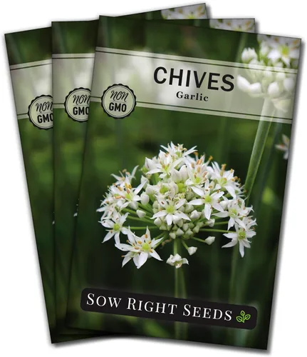 Miniatura 7 de Sow Right Seeds - Semillas de cebollino de ajo para plantar - Paquete de reliquia sin OMG con instrucciones para plantar y cultivar un jardín
