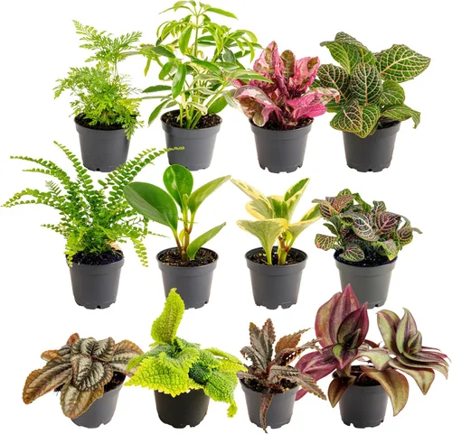 Miniatura 10 de Costa Farms Plantas vivas de interior (paquete de 2), seleccionadas a mano, fáciles de mantener, plantas de interior surtidas en macetas, mezcla