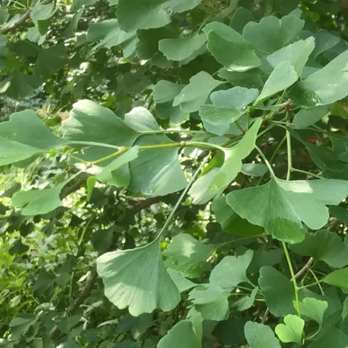 Miniatura 5 de UIOTER Árboles de ginkgo biloba vivos, plantas vivas, 6 a 12 plantas de semillero de árboles de ginkgo de altura, árboles de gingko vivos, plantas