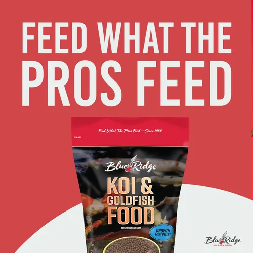 Miniatura 3 de Blue Ridge comida para peces Koi 2 libras - Fórmula de crecimiento mini para peces Koi, comida para peces dorados, comida premium para peces