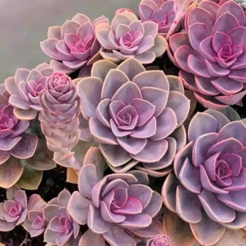 Echeveria Suculents - Plantas vivas para cultivar, suculentas de Echeveria vivas, plantas de Echeveria vivas, suculentas de Echeveria viva, púrpura