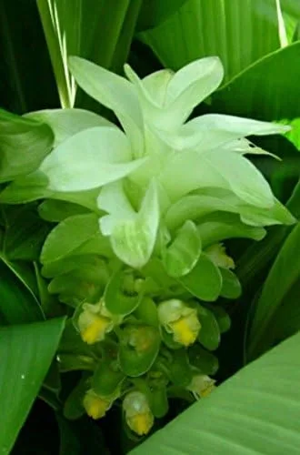Crecen 3 raíces de cúrcuma para uso en plantas - Cultivado en EE. UU., Zeodaria de jengibre orgánico