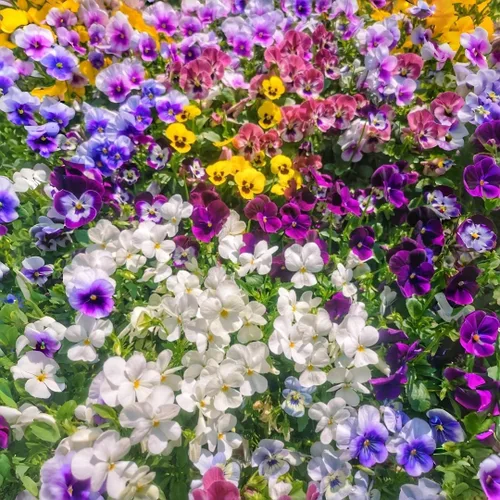 Miniatura 3 de 1000 semillas de viola tricolor (pensamiento), flores brillantes y de fácil germinación para camas de jardín, macetas de patio y paisajismo