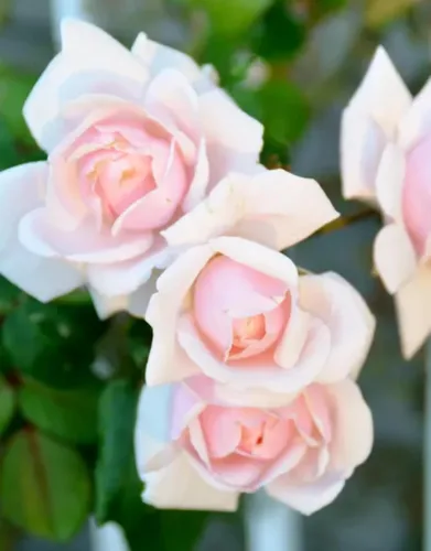 Miniatura 8 de Plantas vivas de rosas trepadoras, rosales listos para plantar, sin maceta, podados, bien enraizados, de 6 a 8 meses de edad (Fourth of July)