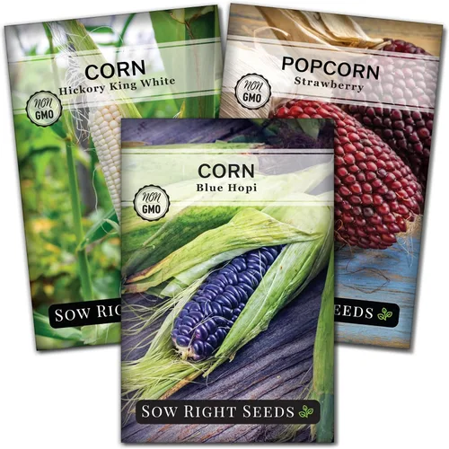 Sow Right Seeds - Colección de semillas de maíz raras para plantar - Variedades de palomitas de maíz, hopi azul y nogal blanco King - Paquetes de
