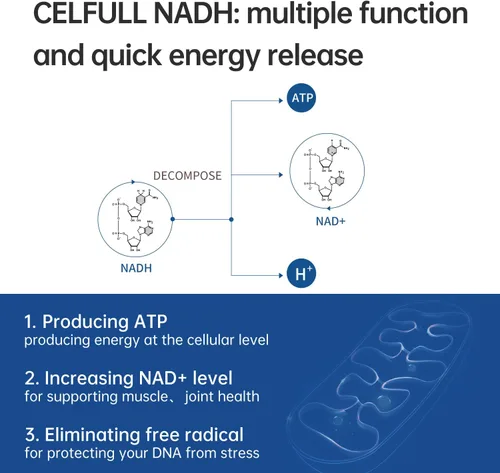 Miniatura 2 de CELFULL Suplemento NADH de 40 mg Enchance NMN Alternativo NAD+ Suplemento para Apoyo Inmunológico Anti-Envejecimiento Aumento de la Cognición