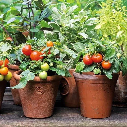 Miniatura 6 de Más de 30 semillas de tomate Red Robin Enano Determinadas Heirloom No OGM Dulce y Sabroso Bajo Ácido Raro Mini, Lycopersicon lycopersicum