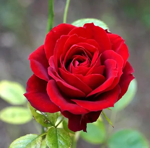 Miniatura 4 de 100 semillas de rosas rojas perennes hermosas semillas de flores florecientes para plantar
