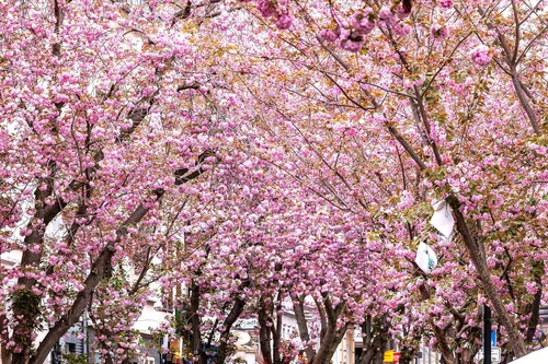 Miniatura 3 de TomorrowSeeds - Semillas de árbol de cerezo japonés - Más de 30 unidades - para plantar 2026 Sakura Pink Floración Asiático Oriental Ornamental