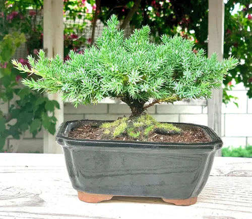 Miniatura 4 de Árbol bonsái enano vivo de enebro Interior/exterior 100% hecho a mano Decoración para el hogar y la oficina El mejor regalo para vacaciones