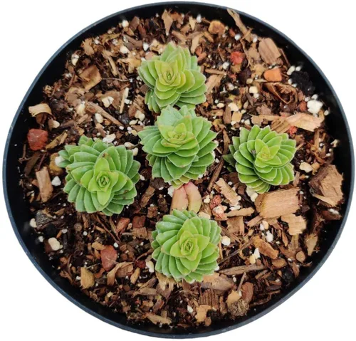 Plantas suculentas de cactus vivas (maceta de 10 cm Crassula Estagnol Spiralis para principiantes)