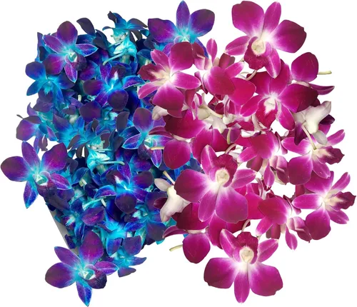 Miniatura 13 de Miami Fresh Orchid Flower OrchidClub USA Sunne Tropical Loose Bloom DIY Lei Food Drink Decoración (50 morado)
