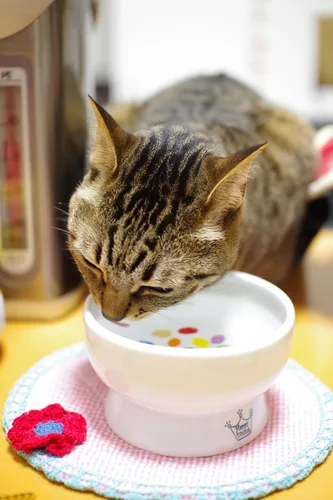 Miniatura 4 de Necoichi Raised Tazón de agua para gatos elevado
