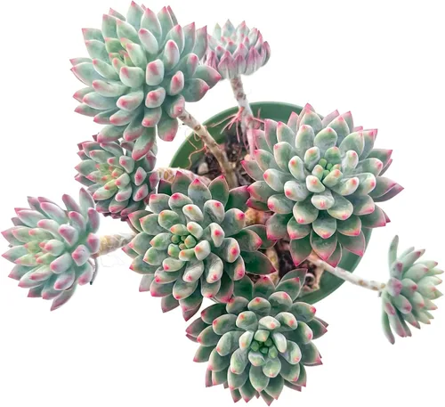 Miniatura 11 de Sprout N Green Echeveria agavoides 'Lipstick', suculenta viva totalmente arraigada en maceta de inicio de 4 pulgadas, planta de casa para interiores