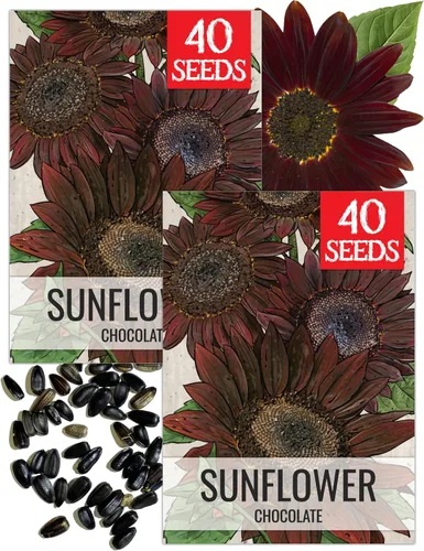 Miniatura 32 de Seed Needs Semillas de girasol para plantar girasoles de manchas solares enanas, semillas de flores de corte anual de polinización abierta