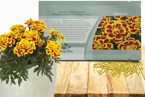 Outsidepride Tagetes Patula Durango Bee French Marigold Garden Flower Seed - 250 Semillas Abeja francesa