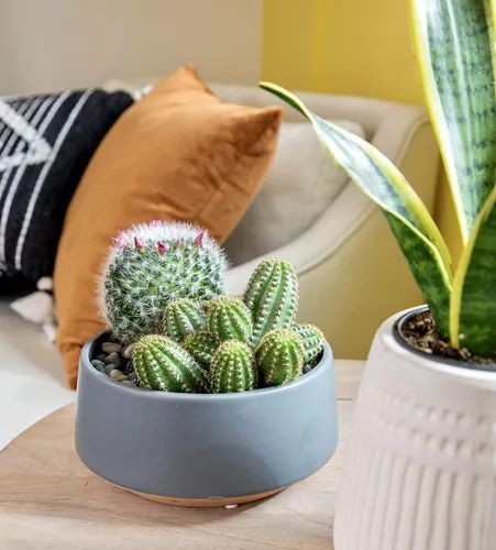 Miniatura 4 de Altman Plants, Surtido de Plantas de Cactus Plantas Vivas (3PK), Planta de Cactus Plantas Suculentas Vivas Decoración de Cactus Vivos, Plantas