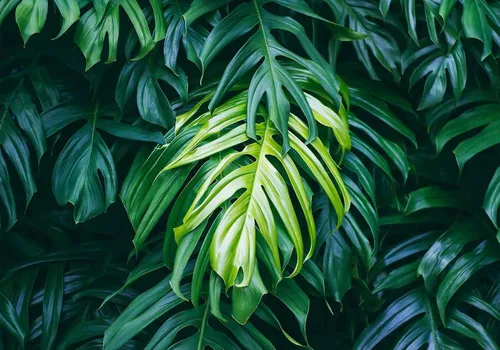 Miniatura 3 de Papel tapiz de hojas de plátano verde, papel tapiz de monsteras botánicas de selva tropical para sala de estar y dormitorio (no autoadhesivo)