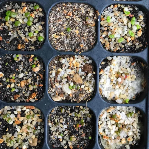 Miniatura 3 de Semillas suculentas exóticas raras y auténticas con garantía de germinación. Cosecha reciente con calidad premium. Mini plantas de piedra vivas