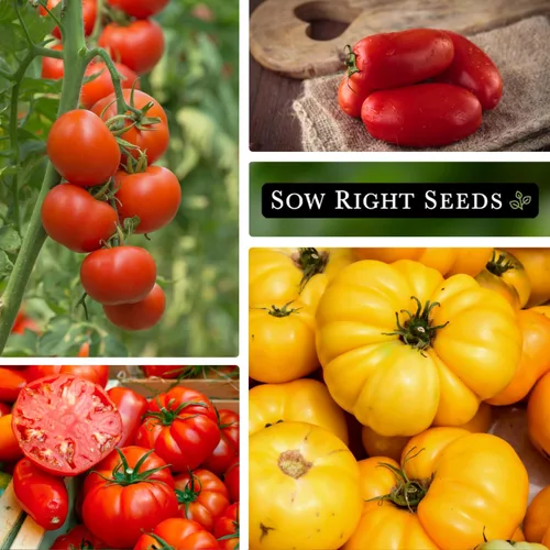 Miniatura 3 de Sow Right Seeds - Colección de semillas de tomate para plantar - 10 variedades con muchos tamaños, formas y colores - Paquetes de semillas