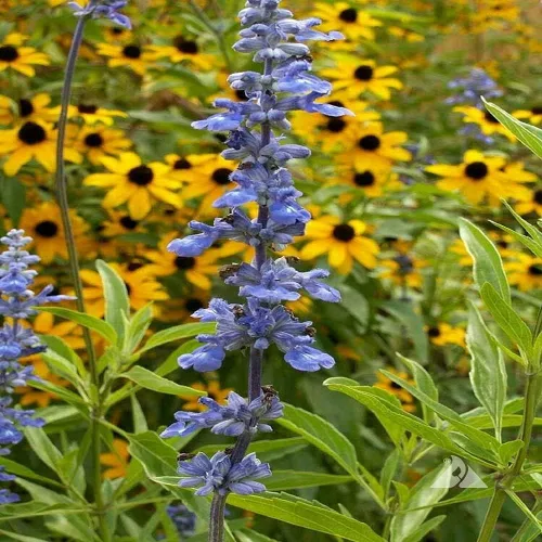 Miniatura 3 de 250 semillas de flores de salvia azul Salvia Farinacea