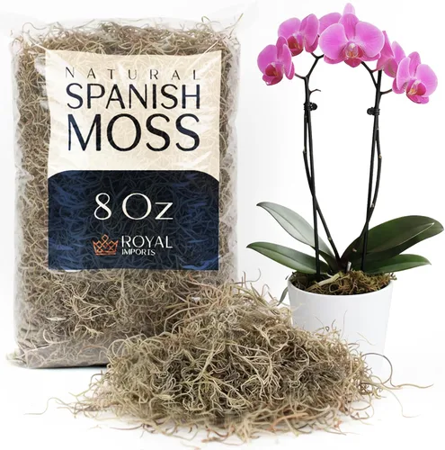 Royal Imports Musgo español natural preservado, trozos sueltos triturados secos frescos, bolsa de 8 onzas