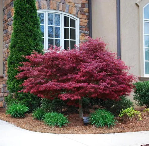 Miniatura 3 de 30 unidades de semillas de Arce Japonés Rojo (Acer Palmatum Atropurpureum) - Belleza Vibrante para el Jardín