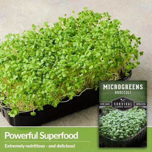 Miniatura 3 de 1 paquete de semillas de microgreens de brócoli para plantar y cultivar – Planta plantas de microvegetales de hoja verde en interiores – Cultiva tu
