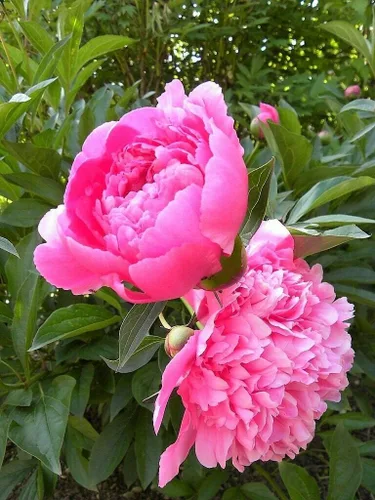 Miniatura 2 de 5 Semillas Mezcla Peonía China Jardín Flor Lactiflora Rojo Rosa Blanco #SDF01