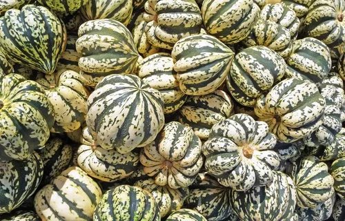 Miniatura 3 de Semillas de calabaza de invierno Sweet Dumpling para plantar, más de 50 semillas de reliquia por paquete, semillas de jardín de Isla