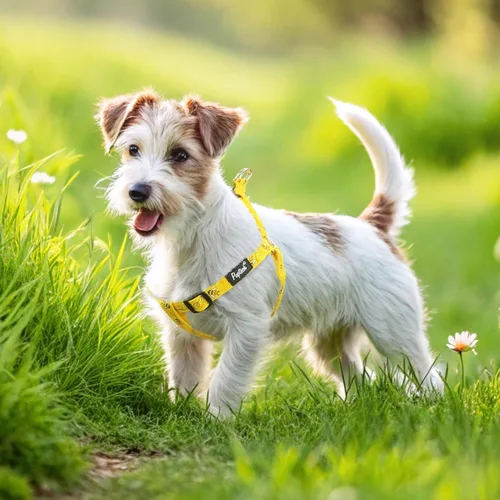 Miniatura 6 de Pupteck - Arnés para perros sin jalar, suave, ajustable, de nailon, talla básica, chaleco para cachorro, para caminar al aire libre con etiqueta