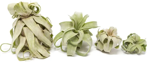 Miniatura 3 de Medium Air Plants Streptophylla - Plantas suculentas de interior y exterior de Tillandsia vivas - Disponible al por mayor y a granel - Decoración