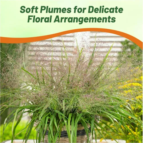 Miniatura 6 de Outsidepride - 500 semillas de la hierba ornamental perenne zacate amor (Eragrostis spectabilis ornamental [Love Grass]) para sembrar
