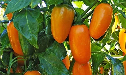 Semillas de calabaza y jalapeño de primera calidad para plantar, paquete perfecto para poppers + más