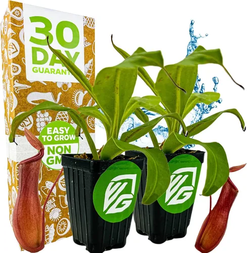 Miniatura 9 de Planta de jarra St. Gaya - Nepenthes carnívora de Wellspring Gardens - Jarrones únicos, fácil cuidado, planta de interior, impresionante planta