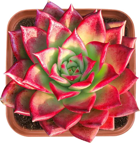 Miniatura 10 de Suculenta viva x Pachyveria 'Clavifolia', aproximadamente 2 pulgadas de gran tamaño, suculentas en maceta, totalmente enraizadas, plantas