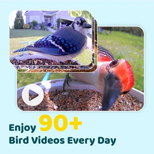 Miniatura 3 de NETVUE Birdfy® Hummee - Comedero inteligente para colibríes con cámara, videos de aves de captura automática y observación de aves de cerca, Azul