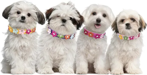Miniatura 3 de Collares negros de lujo para perros medianos, bonitos collares de piel sintética con flores coloridas y coloridas para cachorros, para perros