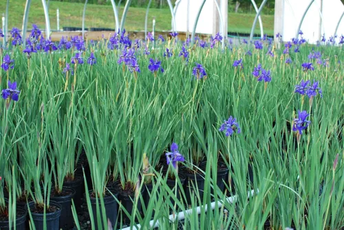 Miniatura 6 de Perennial Farm Marketplace Iris s. 'Hermano del César' (Siberiano) Perenne, tamaño # 1 contenedor, flores azul-violeta profundo
