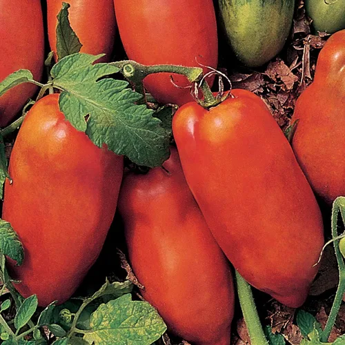 Miniatura 8 de Burpee "San Marzano" Heirloom, Tomate para pasta, 75 semillas no transgénicas reliquia de San Marzano