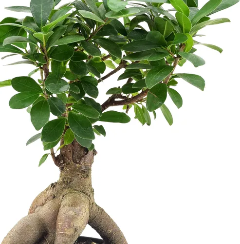 Miniatura 3 de Arcadia Garden Products LV62 - Bonsái de Ginseng Ficus vivo para interiores en maceta de plástico de cultivo de 6 pulg., 15 cm, verde *Vendido por