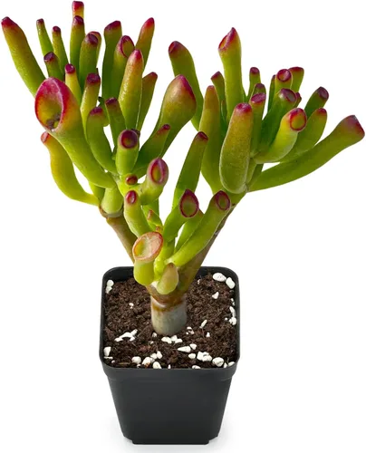 Miniatura 22 de Sprout N Green Golden Jade - Crassula Ovata 'Hummel Sunset', rara planta suculenta linda totalmente enraizada en maceta de 2 pulgadas con tierra