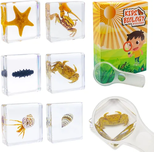 Miniatura 12 de Juego de muestras de insectos, colección de insectos, regalo educativo científico para niños de 3 a 8 a 12 años