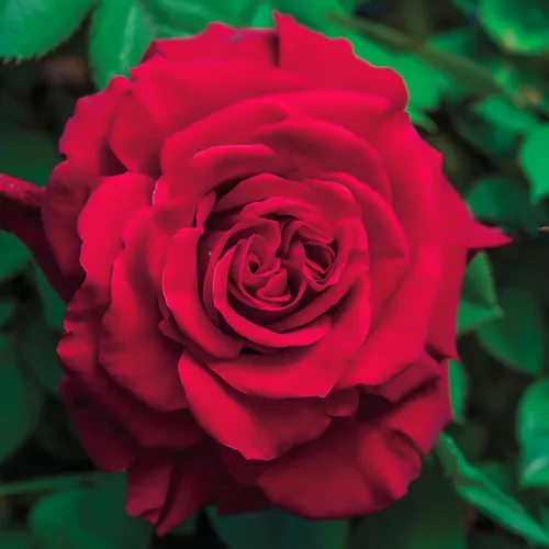Miniatura 11 de Rosas trepadoras tradicionales, planta de raíz viva para jardín al aire libre, Arborose® Florentina, moderadamente fragante, zonas de rusticidad