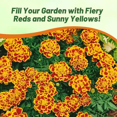 Miniatura 6 de Outsidepride Tagetes Patula Durango Bee French Marigold Garden Flower Seed - 250 Semillas Abeja francesa