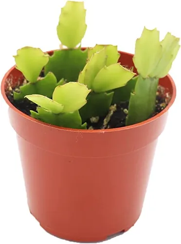 Miniatura 10 de Cactus Zig Zag - 4" de California Tropicals