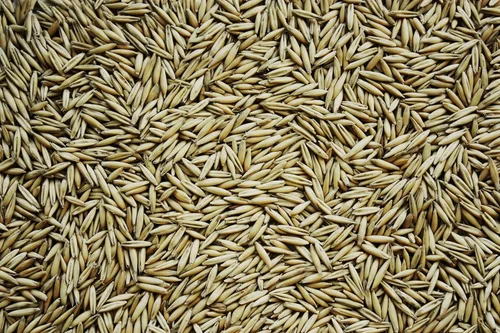 Miniatura 2 de Semillas de avena para plantar, sin OMG (22 libras)