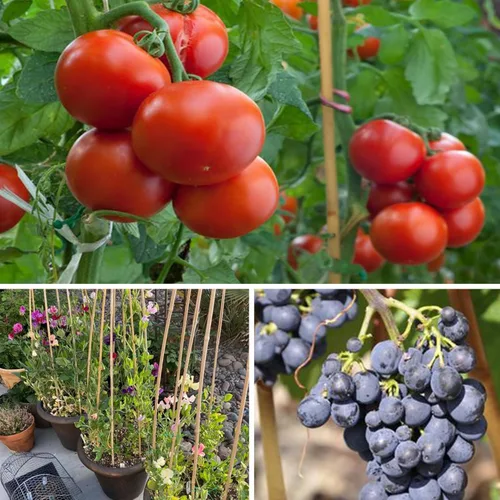 Miniatura 4 de SWANGSA Paquete de 40 estacas de bambú para plantas de 5 pies (57.5 pulgadas), palos de bambú para soporte de plantas de jardín con 200 lazos